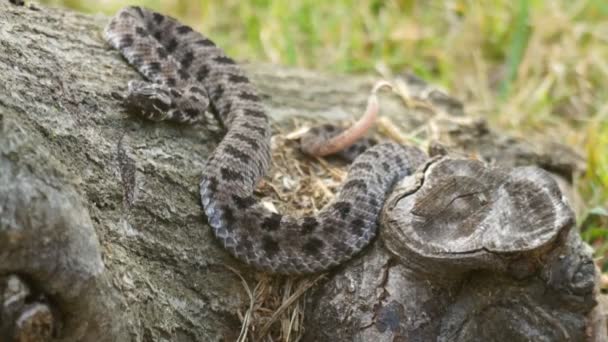 Serpiente de cascabel pigmeo oscuro — Vídeo de stock