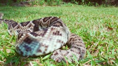 Doğu diamondback çıngıraklı yılan