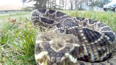 Doğu diamondback çıngıraklı yılan