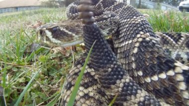 Doğu diamondback çıngıraklı yılan