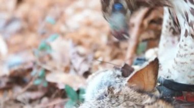 Yeme kırmızı - kuyruklu şahin