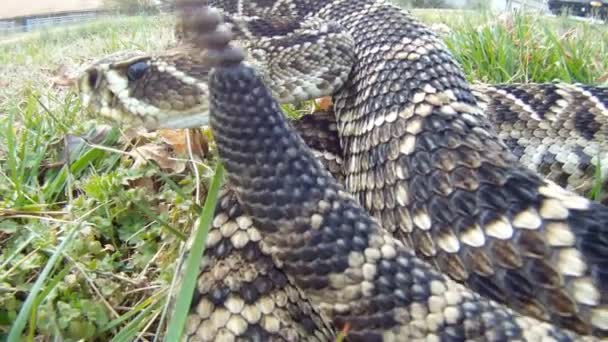 Serpiente de cascabel Diamondback oriental — Vídeos de Stock