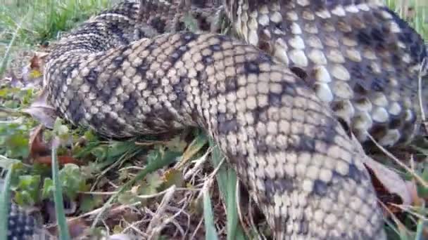 Serpiente de cascabel Diamondback oriental — Vídeo de stock