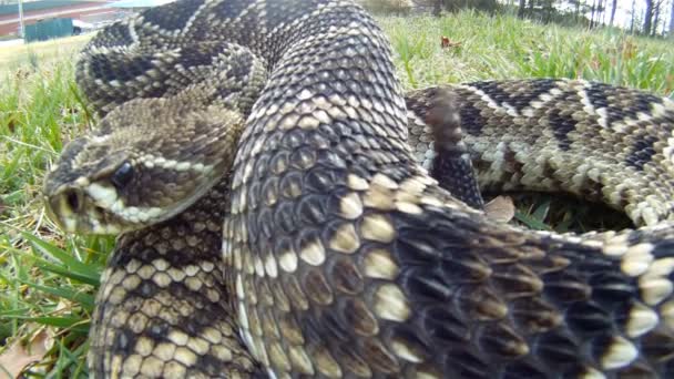 Serpiente de cascabel Diamondback oriental — Vídeos de Stock