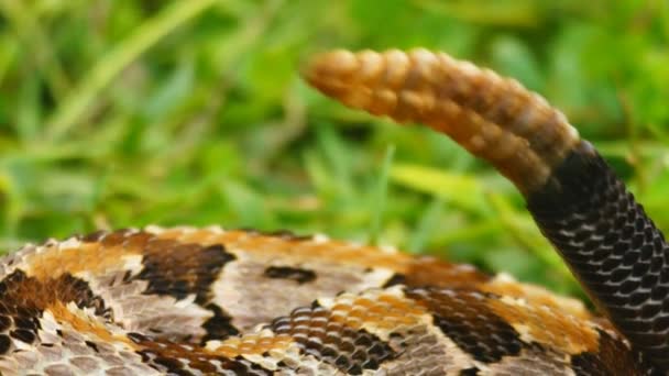 Canebrake o serpiente de cascabel de madera — Vídeo de stock