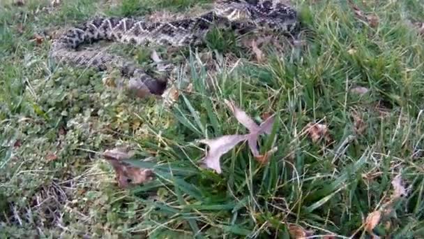 Serpiente de cascabel Diamondback oriental — Vídeo de stock