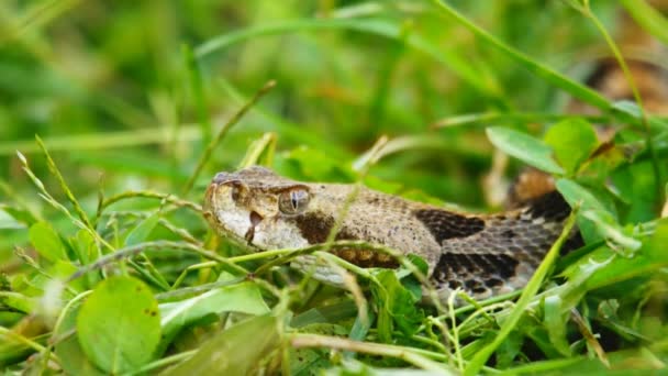 Serpiente de cascabel de canebrake — Vídeo de stock