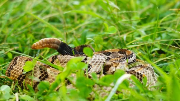Serpiente de cascabel de canebrake — Vídeo de stock