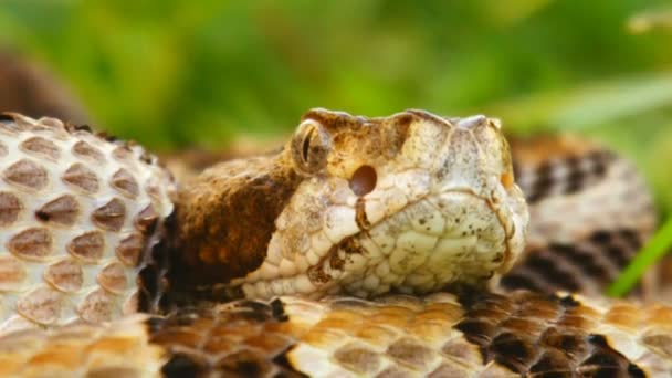 Ataques de serpiente de cascabel — Vídeo de stock