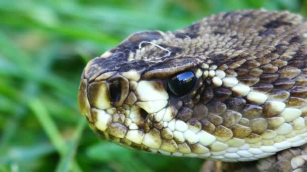 Serpiente de cascabel Diamondback oriental — Vídeo de stock