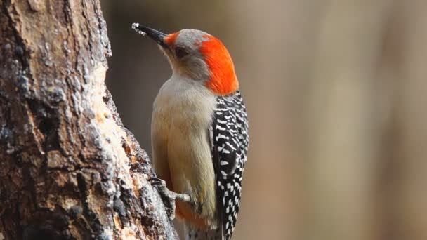 Red-bellied Woodpecker — Stockvideo