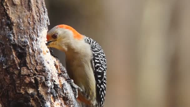 Red-bellied Woodpecker — Stock Video