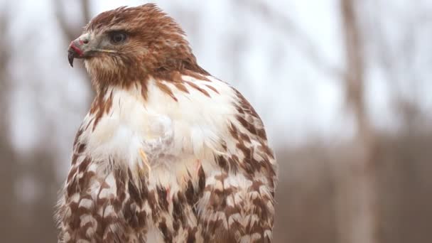 Red - tailed hawk — Stockvideo