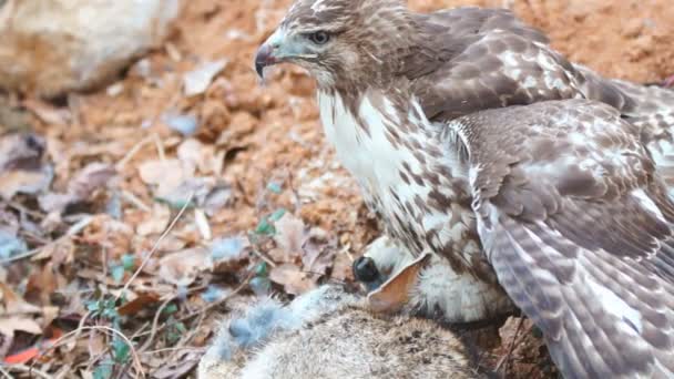 Red - tailed hawk eten — Stockvideo