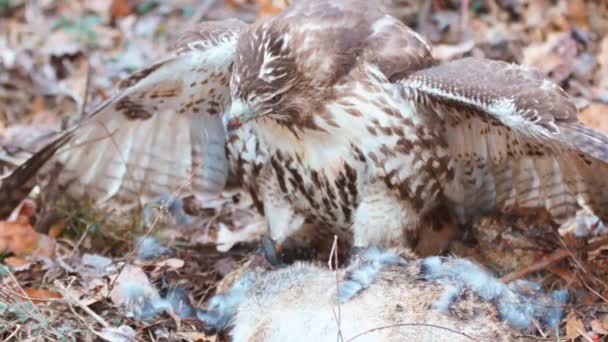 Red-tailed Hawk  eating — Stock Video