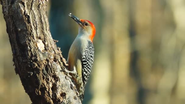 Red-bellied Woodpecker — Stockvideo