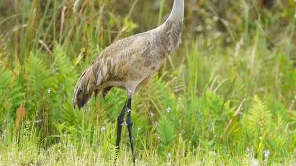 Γερανός sandhill ζευγάρωσαν ζευγάρι — Αρχείο Βίντεο