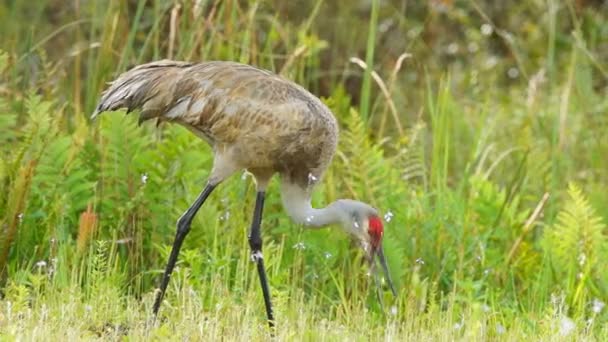 Psammophila crane gekoppeld paar — Stockvideo