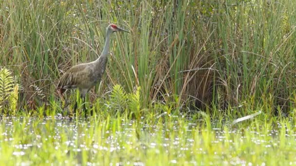 Psammophila crane gekoppeld paar — Stockvideo