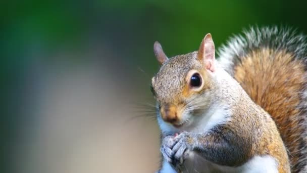 Grey Squirrel eating. — Stock Video