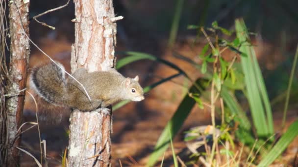 Écureuil gris en Floride forêt de pins des hautes terres .