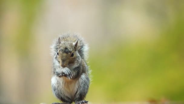 Grauhörnchen — Stockvideo