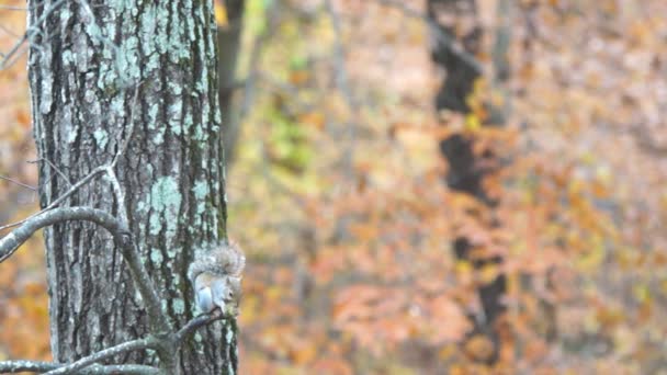 Ardilla gris en el árbol — Vídeo de stock