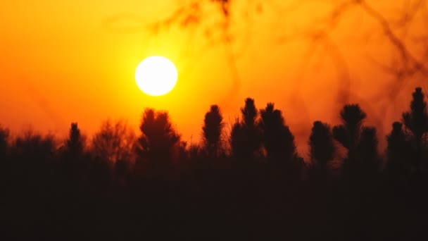 Coucher de soleil sur les petits pins à feuilles longues — Video