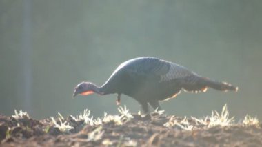 Wild Türkiye güneş doğarken besleme