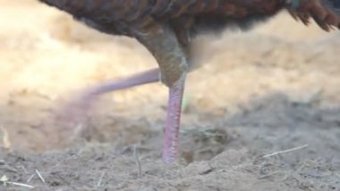 vahşi hindi tavuk besleme