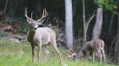 Whitetail Geyik dolar Olgun