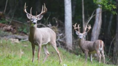 Whitetail Geyik dolar Olgun