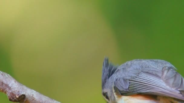 Tufted Titmouse — стокове відео