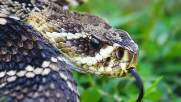 Serpiente de cascabel Diamondback oriental — Vídeo de stock