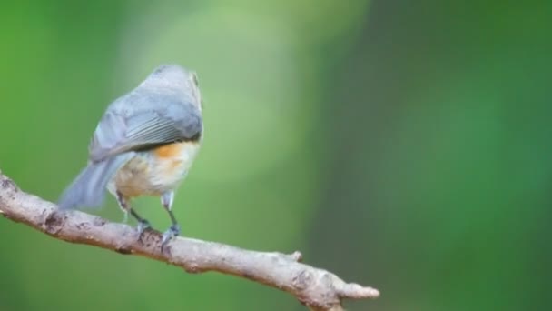 Tufted Titmouse — стокове відео