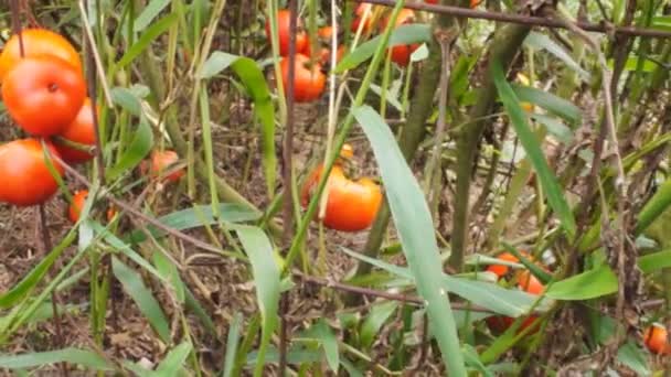 Tomater på rankan i en trädgård — Stockvideo