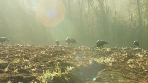 Wild Turkeys feeding at sunrise — Stock Video