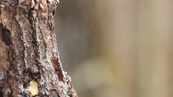 Nuthatch dal petto bianco — Video Stock