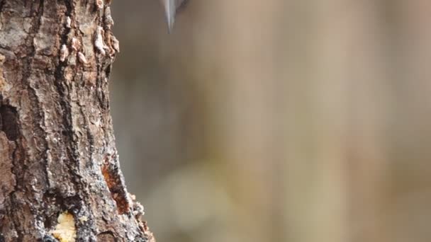 White-breasted Nuthatch — Stock Video