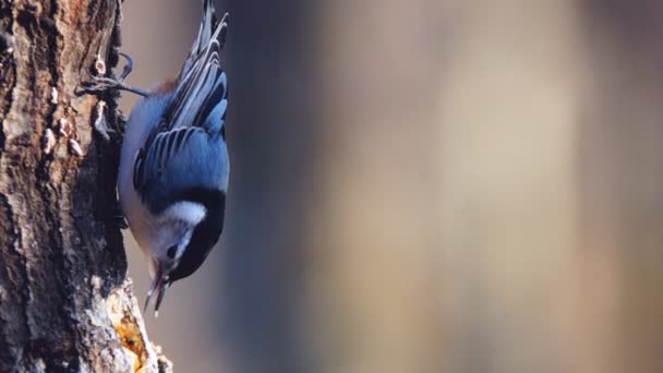 Sittelle à poitrine blanche 