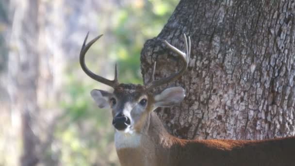 Whitetail rådjur — Stockvideo