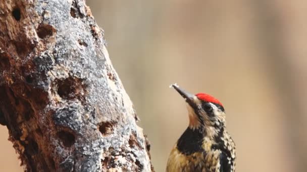 Sapsucker de vientre amarillo — Vídeo de stock