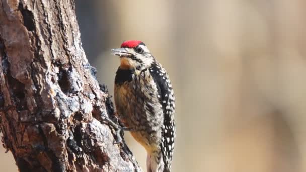 Sapsucker de vientre amarillo — Vídeos de Stock