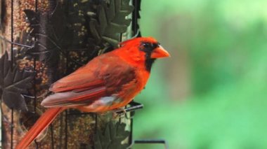 Kuzey kırmızı Kardinal