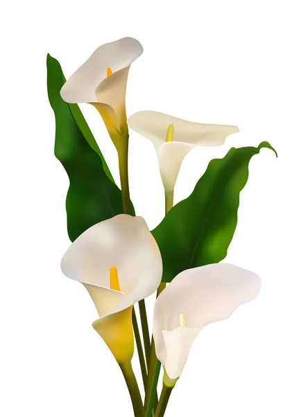 Цветы Цветочный Фон Каллас Лилии — стоковый вектор