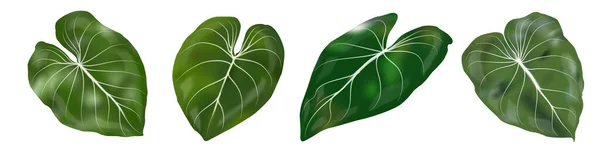 Tropische Dekorblätter Auf Weißem Hintergrund Vektorillustration — Stockvektor