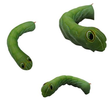 Beyaz arka planda yaprakları yiyen yeşil tırtıl..