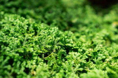 Güzel Parlak Yeşil yosunlar büyüyüp ormandaki sert taşları ve zemini kaplarlar. Makro görünüm ile göster. Duvar kağıdı için doğadaki yosun dokusuyla dolu kayalar.