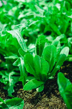 Organik yöntemlerle yetiştirilen sebze çiftliği. Yakın çekim bir fotoshoot 'tan.