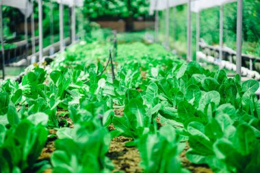 Organik yöntemlerle yetiştirilen sebze çiftliği. Yakın çekim bir fotoshoot 'tan.